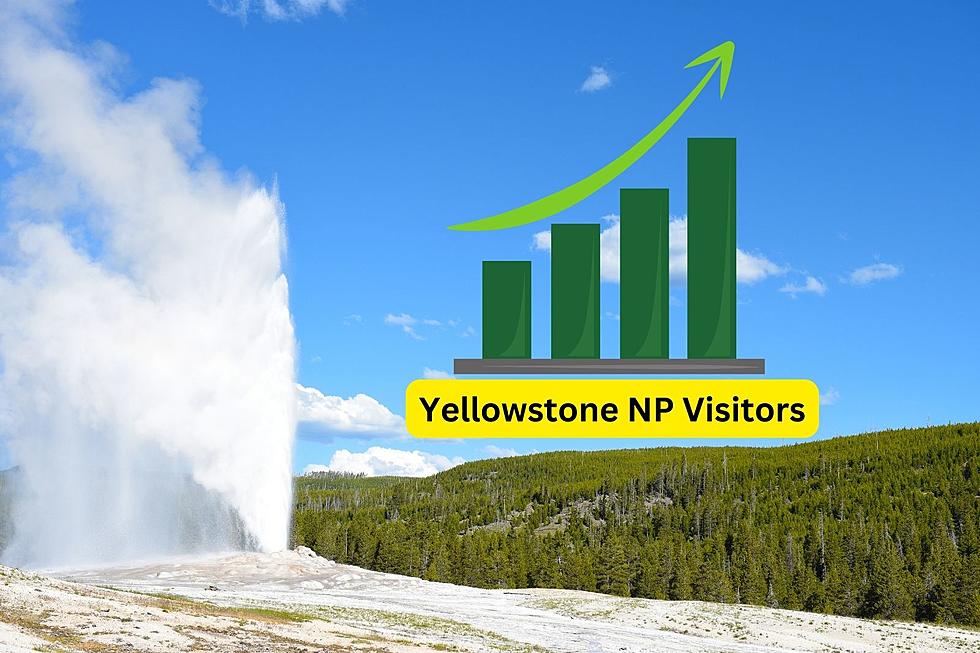 2023 Has Been A Great Year In Yellowstone National Park