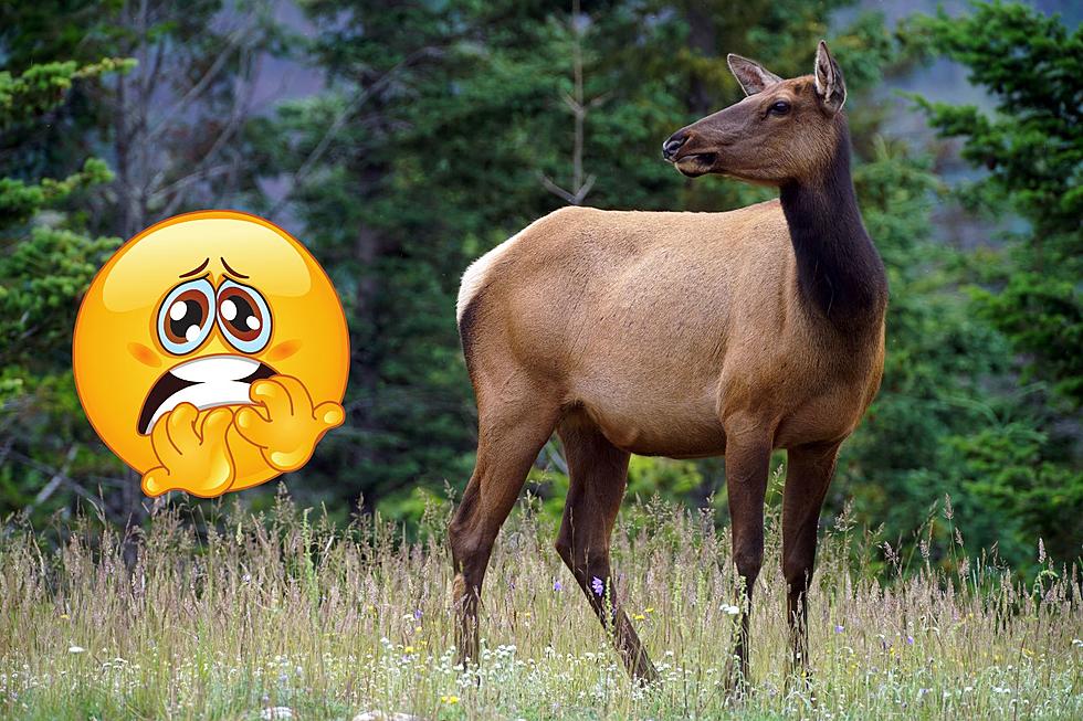 Amazing That People Still Mess With Wyoming&#8217;s Powerful Elk