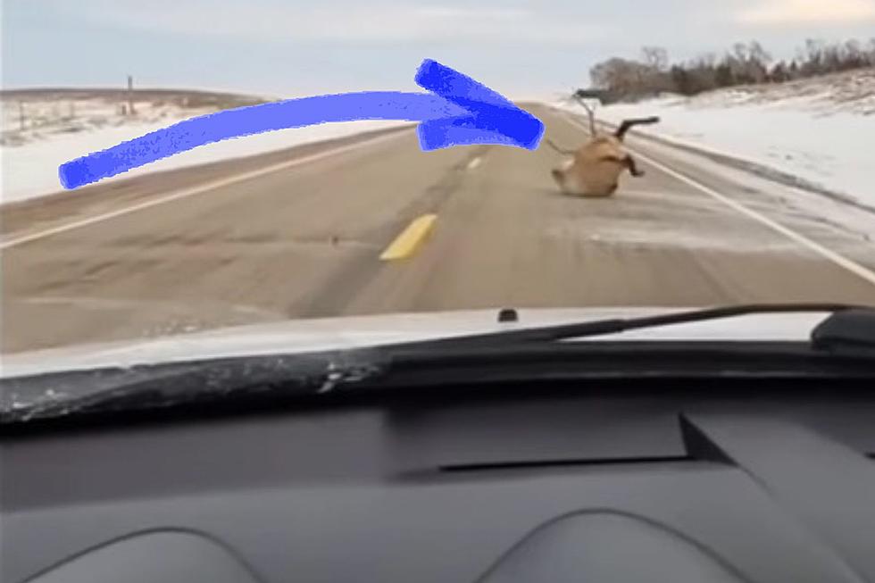 Wild Video Of A Majestic Elk Rolling In The Snow