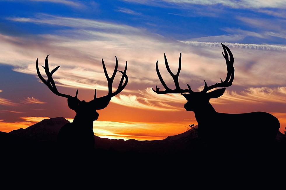 Now Is The Time To Help Wyoming’s Mule Deer
