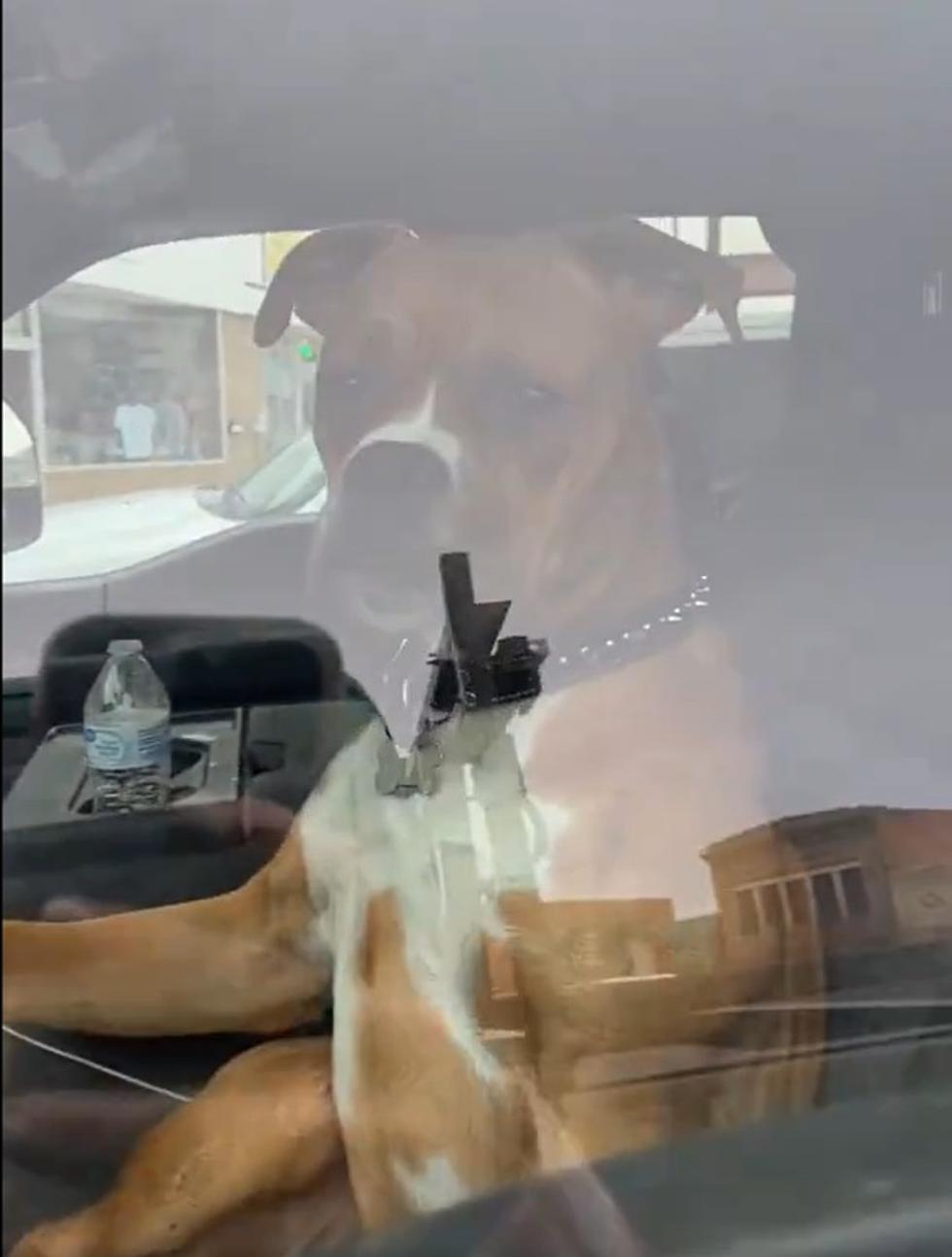 You&#8217;ll Laugh At This Terrific Wyoming Dog Video