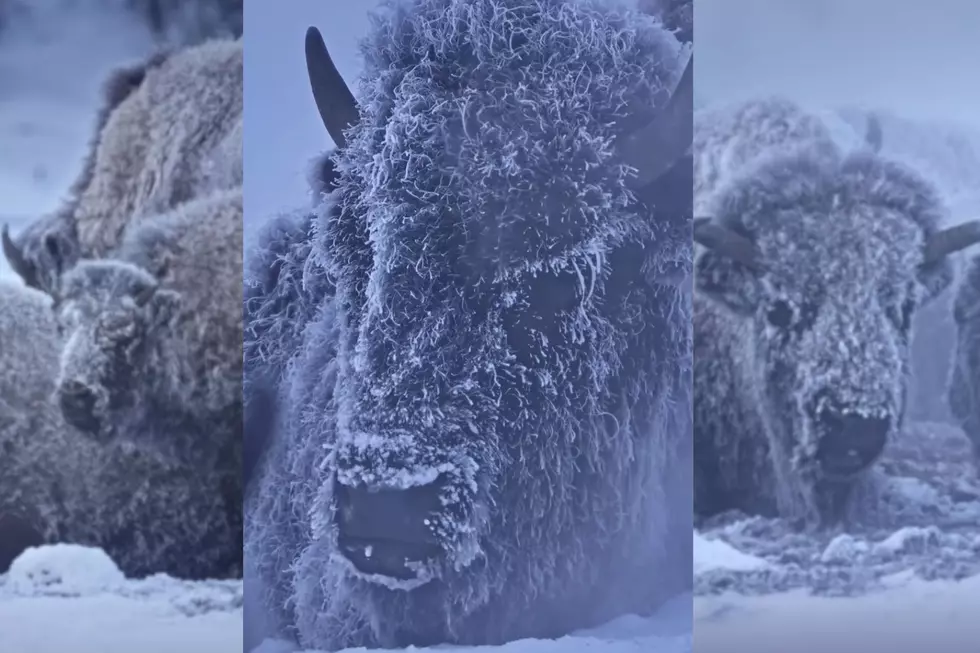 VIDEO: Yellowstone’s Full Of Beautiful Views During The Winter