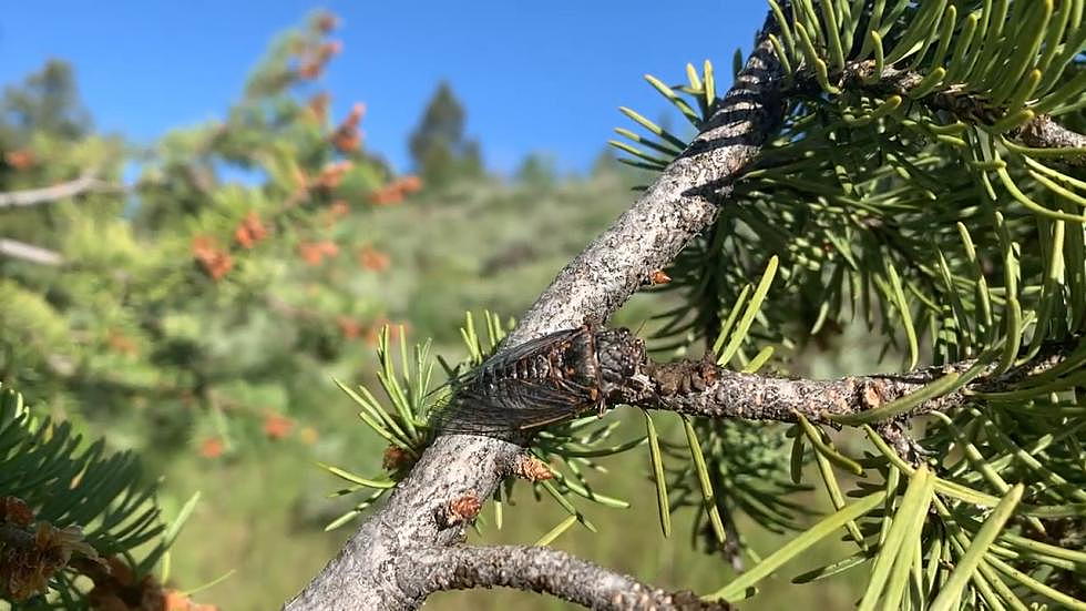 Will Wyoming Have Gross Scary Guests This Year?