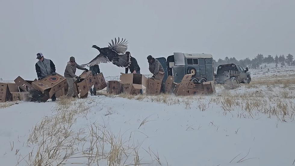 Exclusive Video: WGFD’s Trapping And Release Of Casper Turkeys
