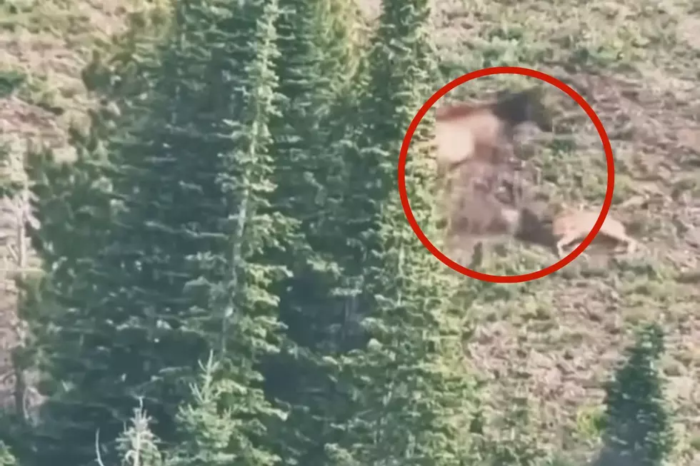 You Need To Watch This Elk Fighting A Mountain Lion
