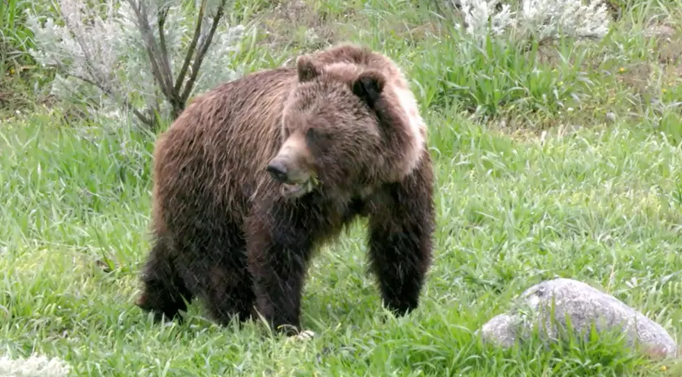 Big Wyoming Grizzly Bears Are Frightening, Not Cuddly