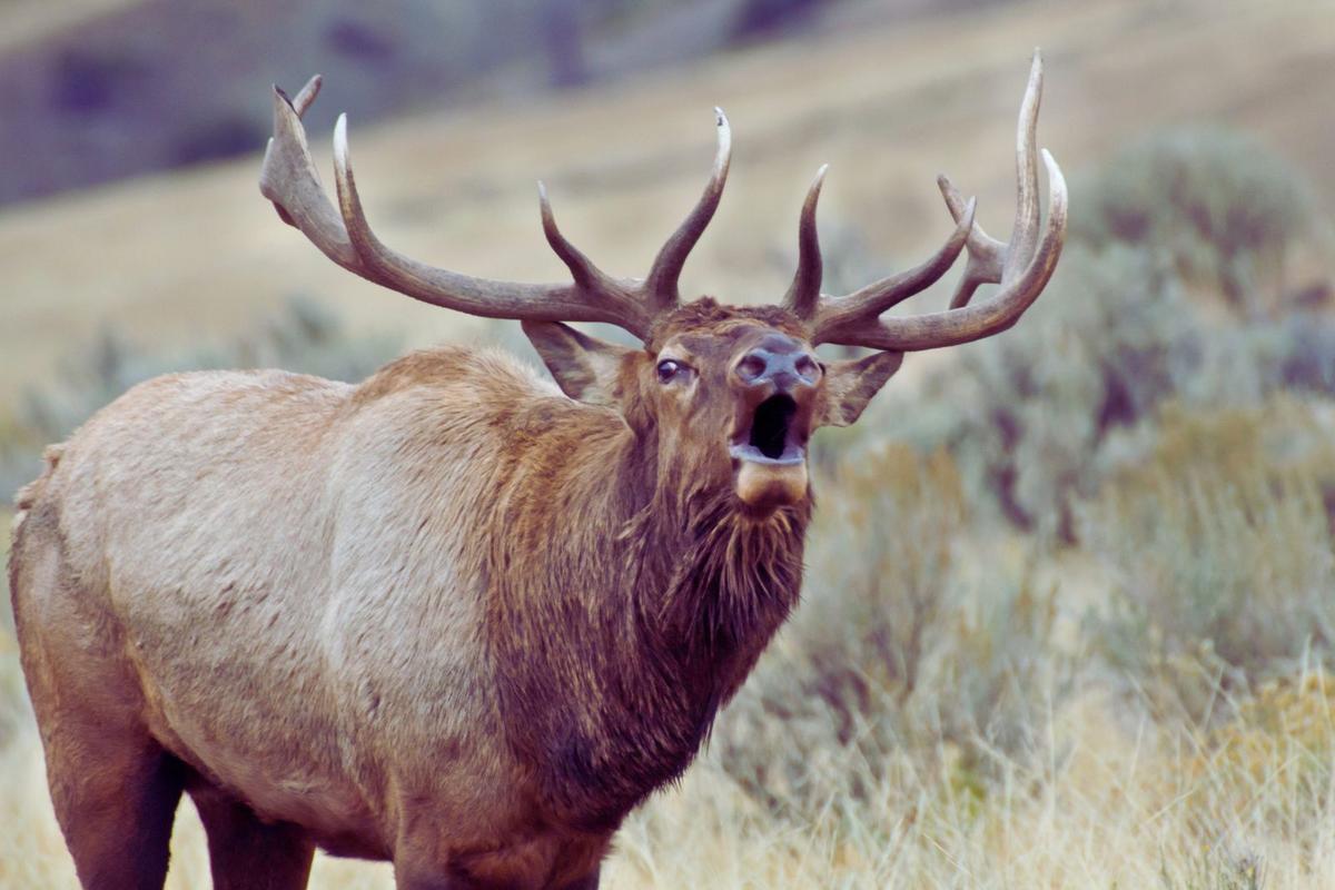 Hurry! Limited Space Is Available For A Wyoming Women’s Elk Camp