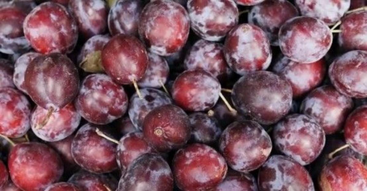 Wild Plums Bring Flavor To Wyoming