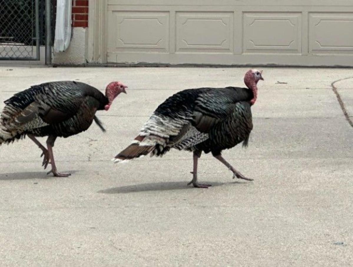 The Wild Turkey Boom Is Testing Wyoming’s Patience