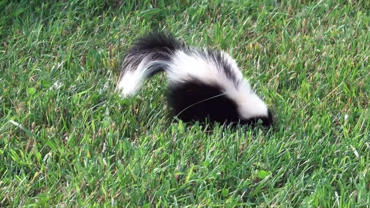 What To Do If You Get Sprayed By A Wyoming Skunk