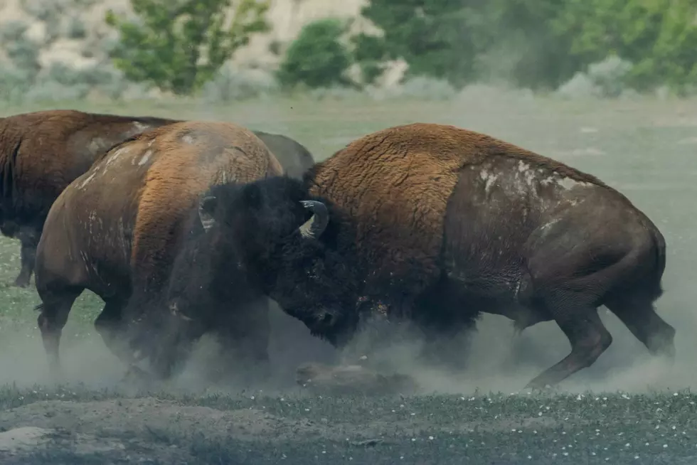 What To Do When Bison Attack In Wyoming’s Yellowstone National Park