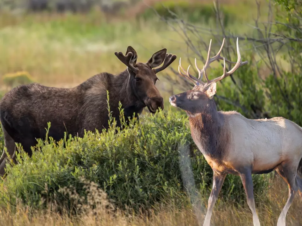 Does This Video Show A Moose And Elk Fighting Or Hanging Out?