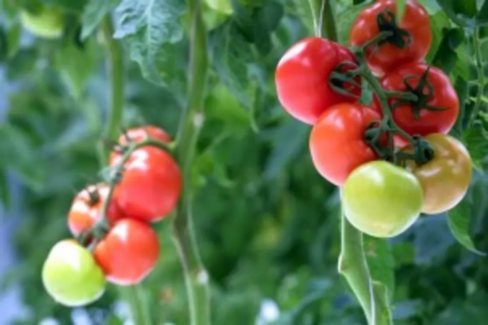 Greenhouse At Casper College Open Saturday