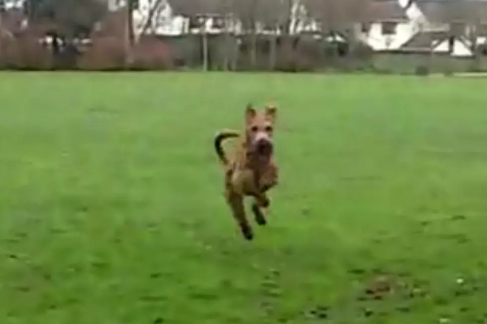 Irish Terrier Literally Leaps for Joy After Finding Owner