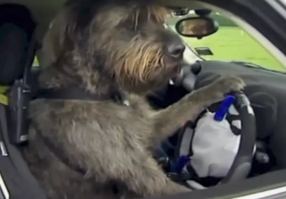 Dog Drives Car Solo… Seriously, Not Kidding! [VIDEO]