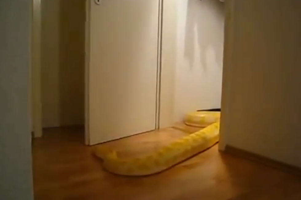 Huge Snake Can Open Doors…  And Here Come The Nightmares [VIDEO]