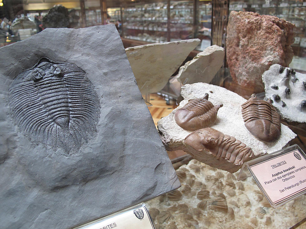 The Tate Geological Museum’s Saturday Club Will Feature A Trilobite Hunt
