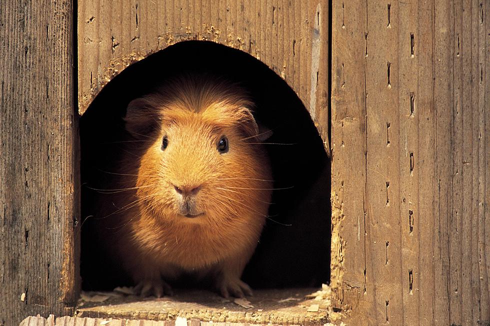 Interview With A Guinea Pig  Is Hilarious [VIDEO]