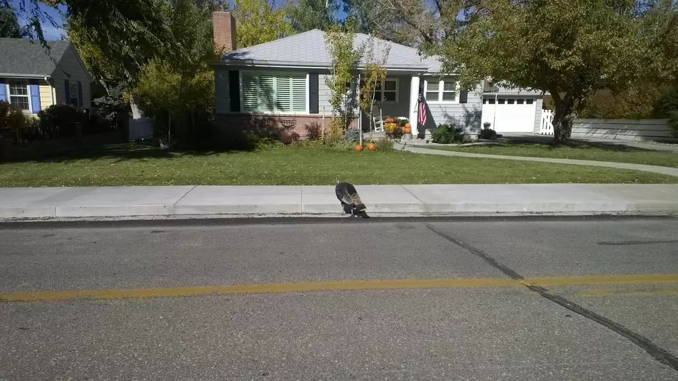 A Very Dizzy Turkey [VIDEO]