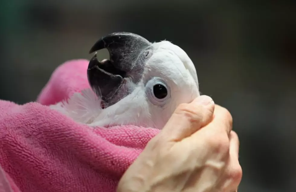 Peaches the Cockatoo Is Coo Coo [VIDEO]