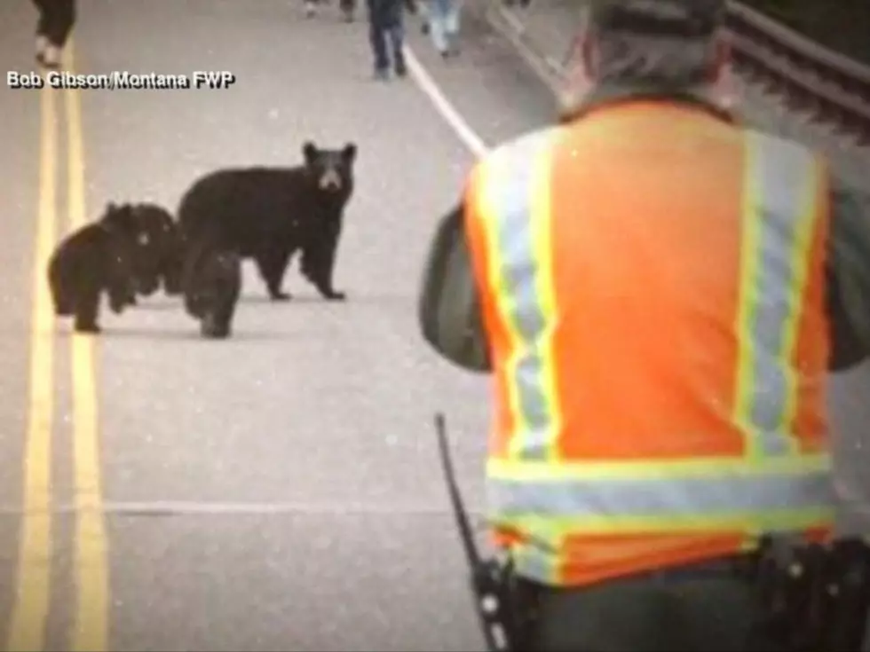 Family of Black Bears Chase Visitors in Yellowstone National Park [VIDEO]