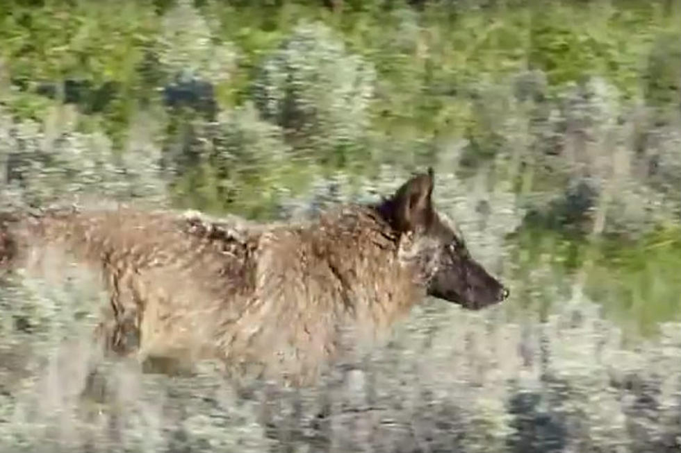 Elk, Moose, and Wolves in Wild Wyoming [VIDEO]