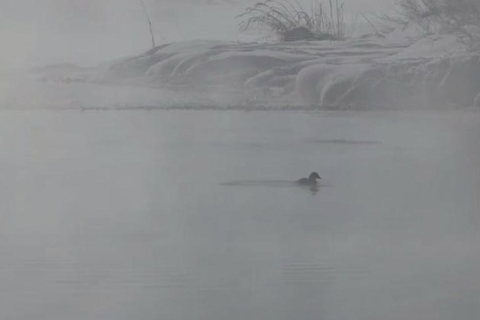 Ducks Fishing for Food on Cold Wyoming Morning [VIDEO]