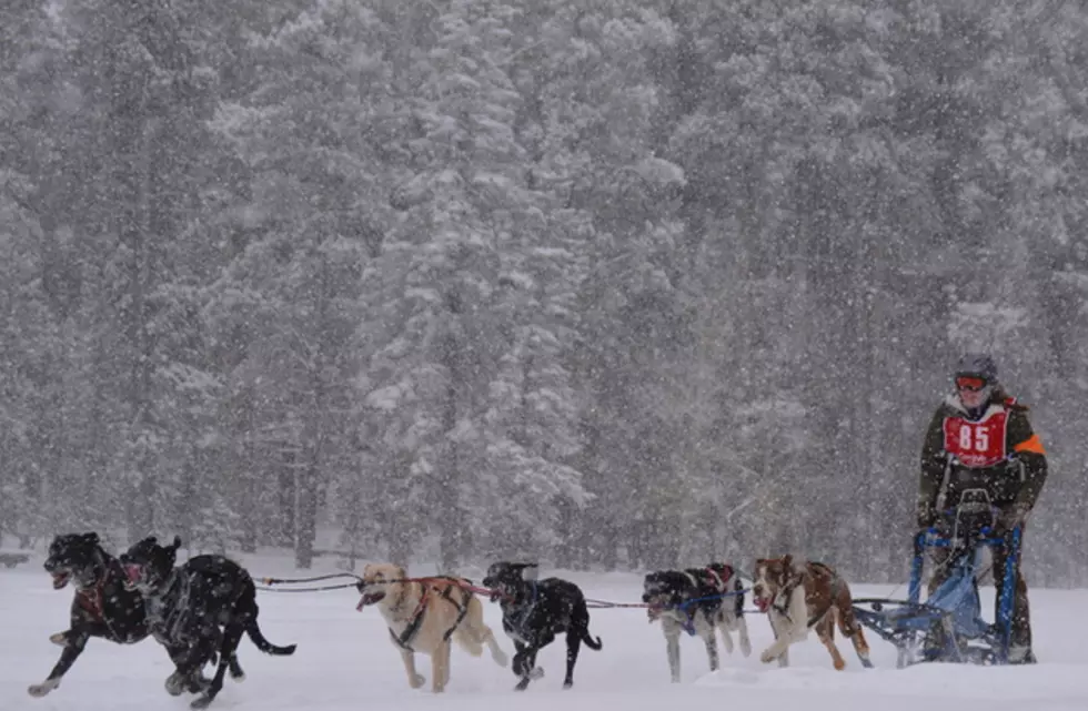 Beartrap Meadow to Host Canines For Charity Sled Dog Races February 20-21st