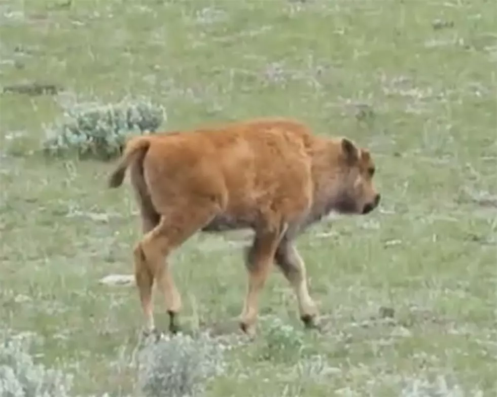 A Story About A Bison Calf Abandoned At Birth In Yellowstone