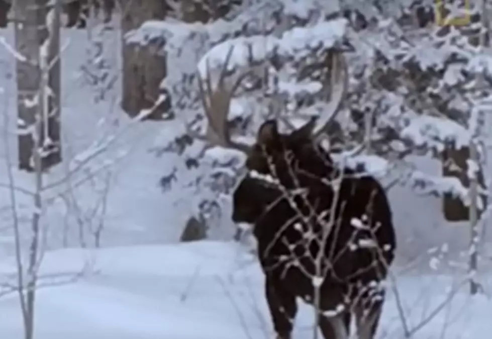 Moose Drops Antler Like it’s Hot [VIDEO]