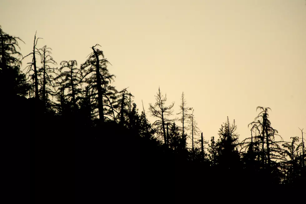 Rooted In Laramie Looking for Volunteers to Plant Trees