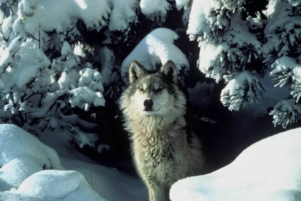 Listen to This Group of Wolves Howling at Yellowstone Park