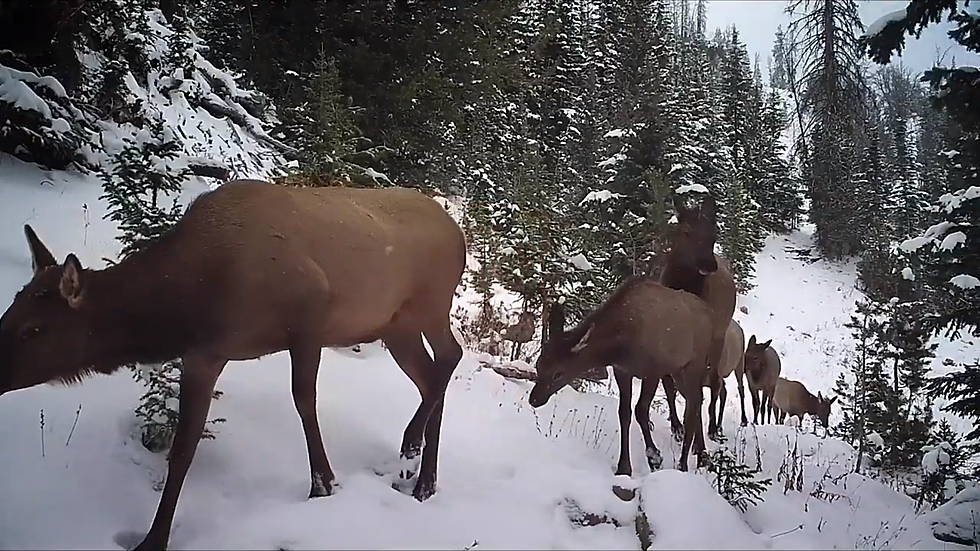 Camera Traps Get A Unique Look At Wyoming Elk