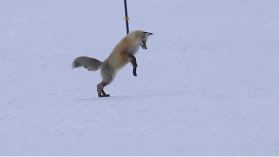 Video Shows A Fox Hunting For A Spring Snack
