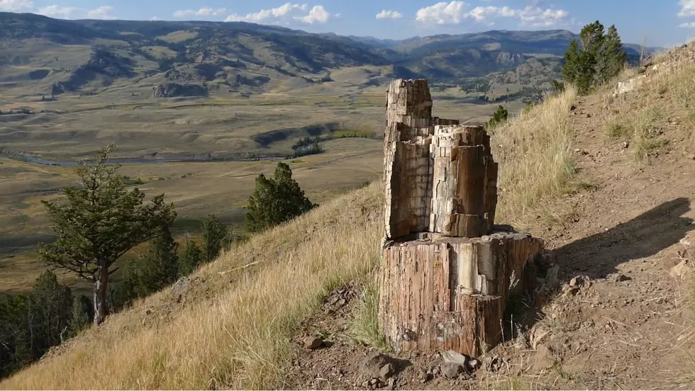 Wyoming's Historic Petrified Forest 