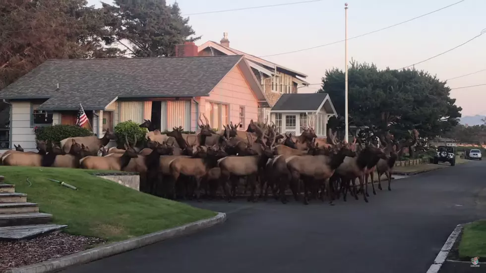 WATCH: This Will Give Wyoming Hunters The Itch To Go Hunting