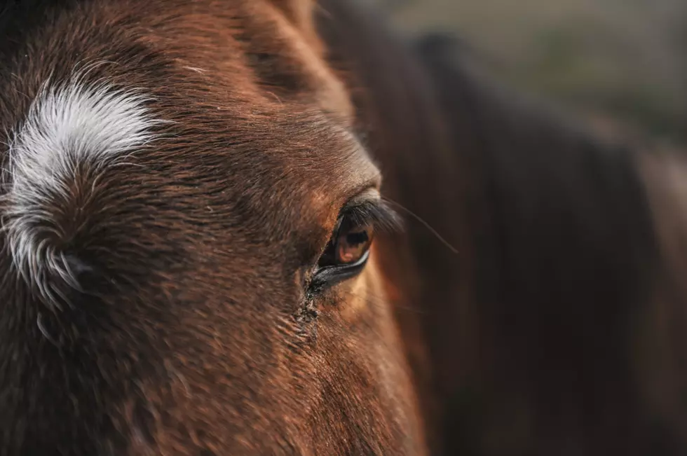 Man Stops On His Way Home To Help This Tangled Horse