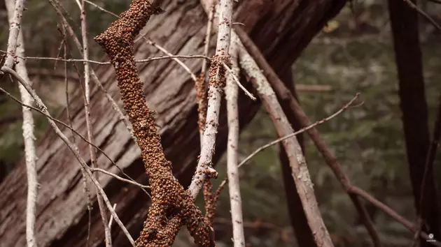 Wheatland&#8217;s Population Explodes &#8211; With Ladybugs [VIDEO]