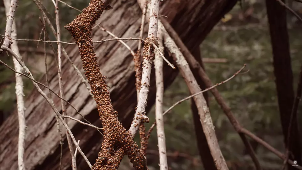 Wheatland's Population Explodes - With Ladybugs [VIDEO]