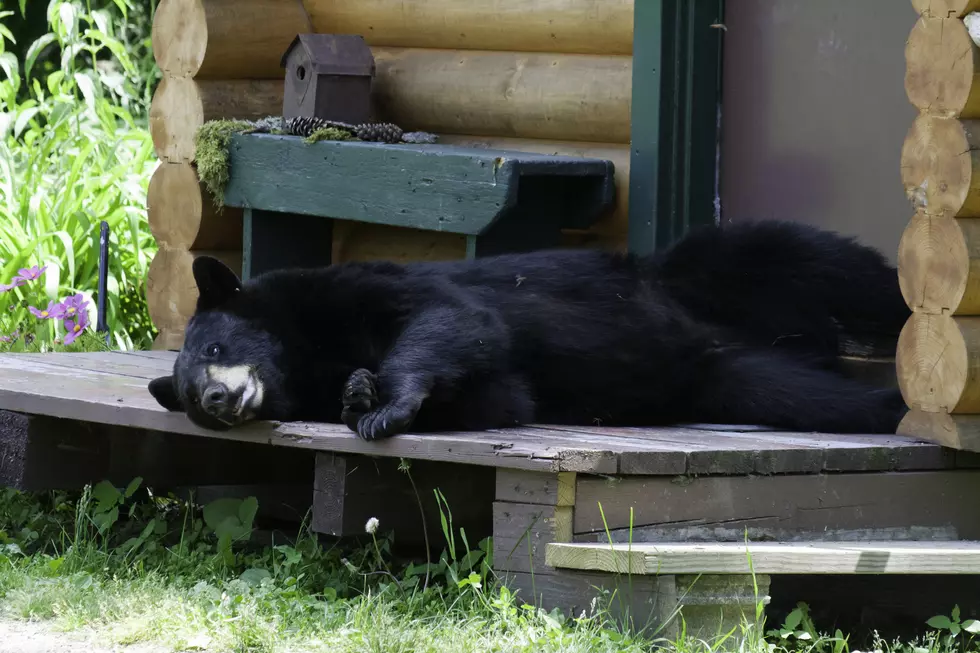 This Couple Didn&#8217;t Realize They Had A Visitor On Their Porch