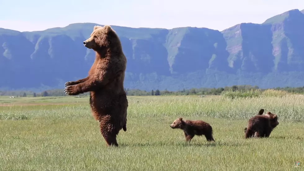 {Video} Beautiful Mamma Bear Scouts Ahead While Looking Over Cubs