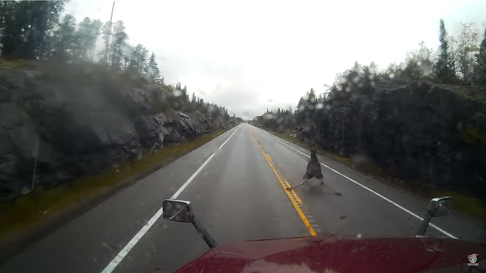 WATCH: Moose Walks Away From a Major Traffic Accident