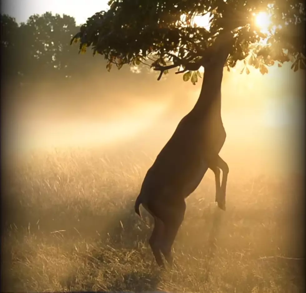 Beautiful Video of a Young Stag Catching Some Morning Rays