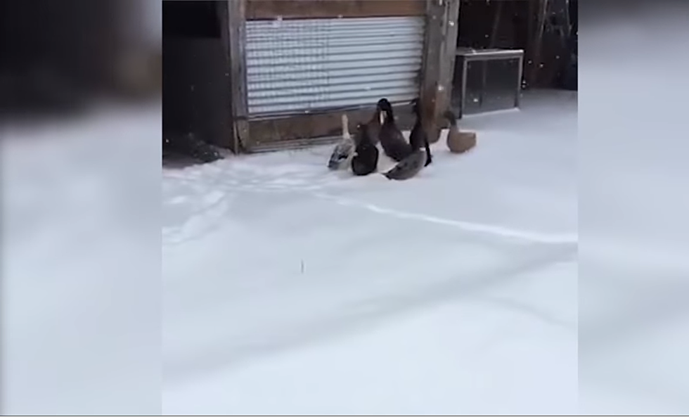 [VIDEO] Ducks Hate Winter Just As Much As We Do