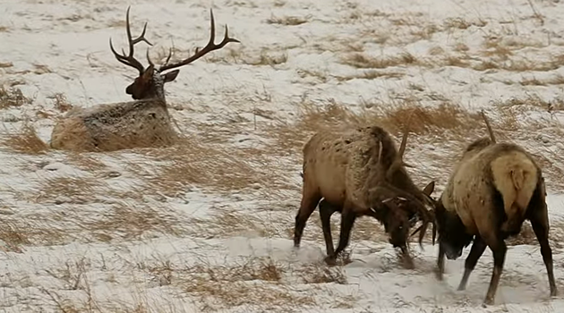 Watch These Bull Elk Handle Their Problems in a Healthy Way