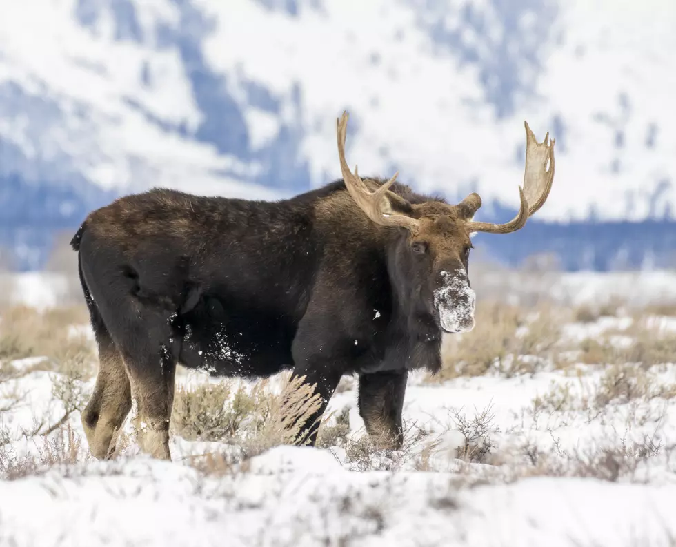 We Can All Relate To This Moose Making His Way Through The Snow