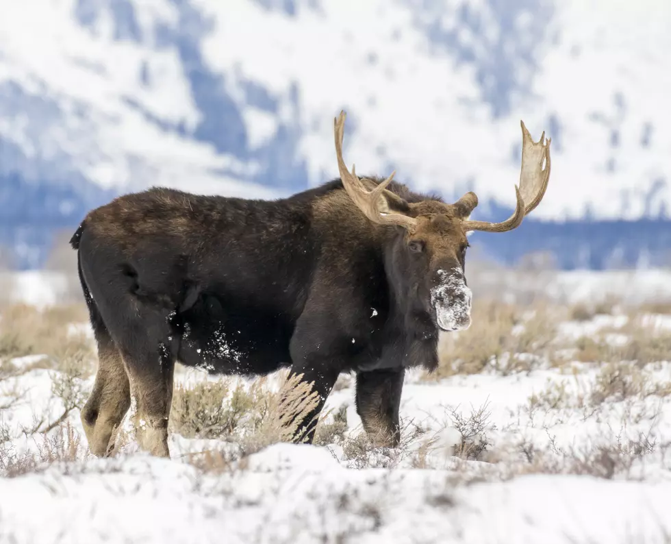 [VIDEO] Guy Acts Quickly After Seeing a Moose Coming For Him