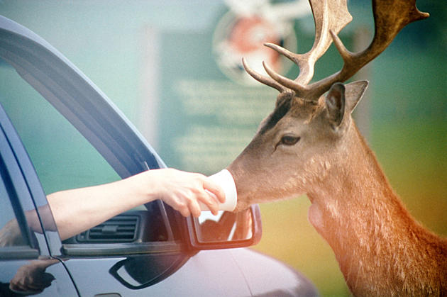 [Video] Watch This Deer Nip At Young Tourist As She Feeds Them