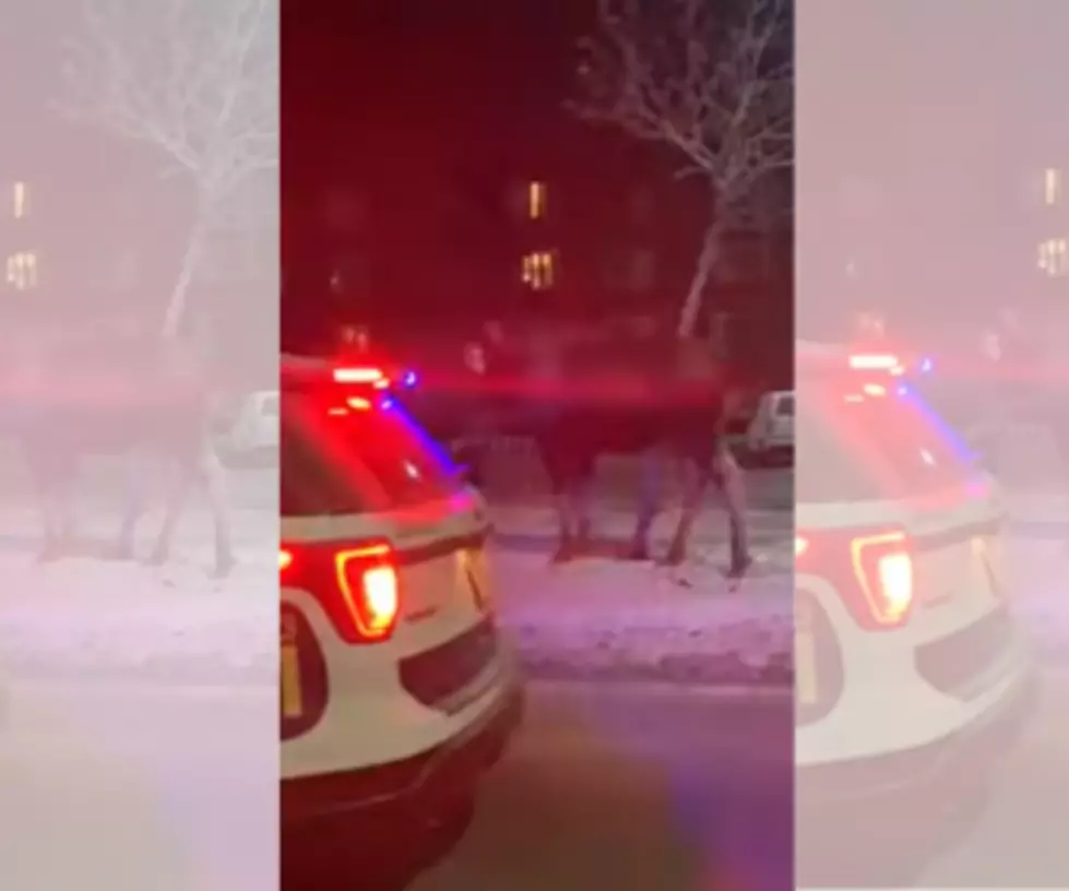 [VIDEO] Police Step In To Stop Man From Feeding Moose