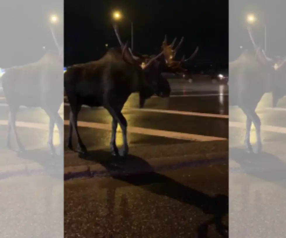 [VIDEO] Bull Moose Obeys Traffic Laws Better Than Most People